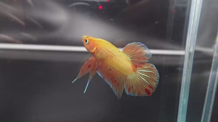 Rare Vanda Betta Fish