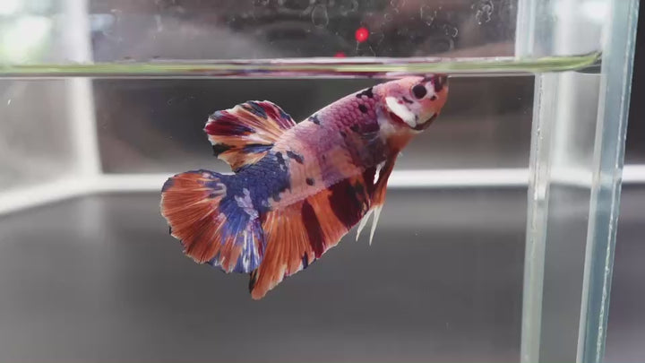 Rare Giant Multicolors Betta Fish