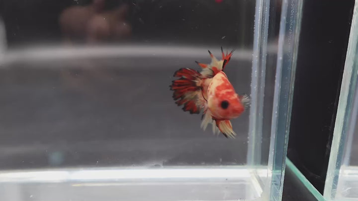 Rare CTPK Koi Betta Fish