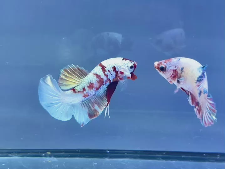 Rare Pair Copper Multicolors Betta Fish