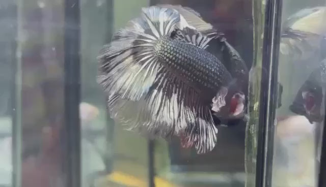 Halfmoon Platinum Betta Fish