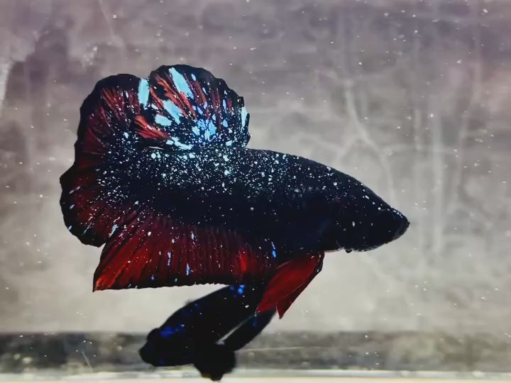Rare Avatar Betta Fish