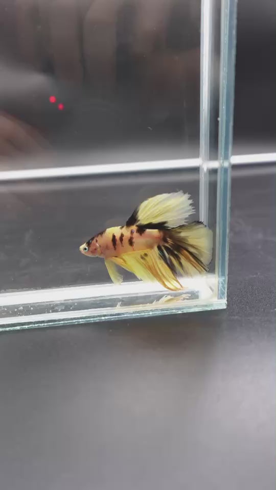 Rare Halfmoon Multicolors Betta Fish