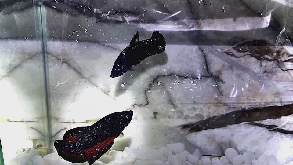 Pair Couple Black Star Betta Fish (Male & Female)