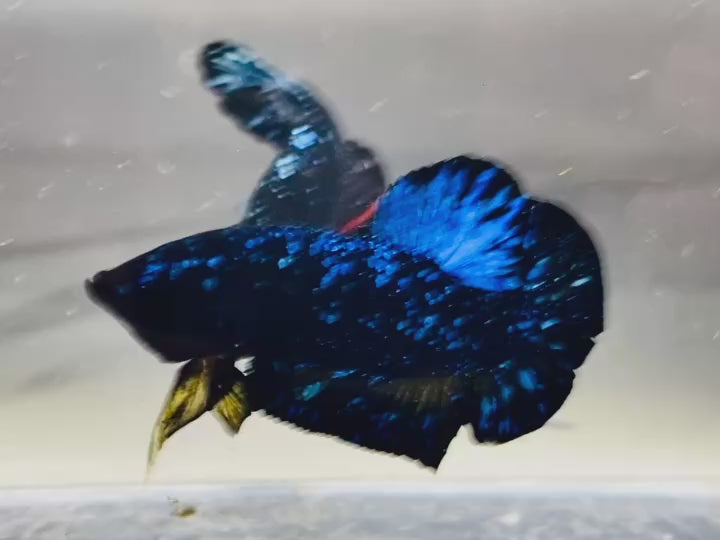 Rare Avatar Betta Fish