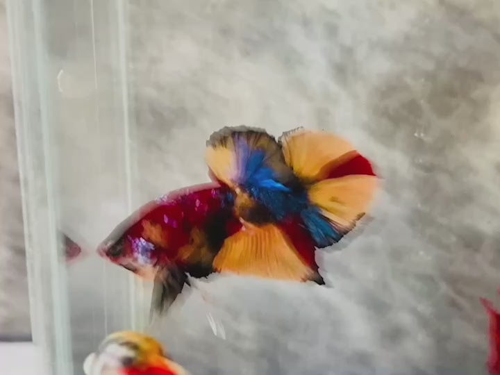 Rare Pair Koi Multicolors Betta Fish