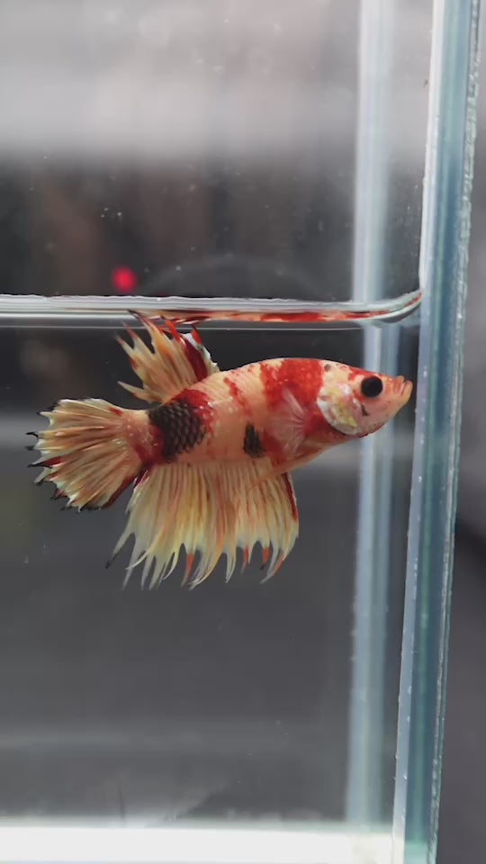 Rare CTPK Koi Betta Fish