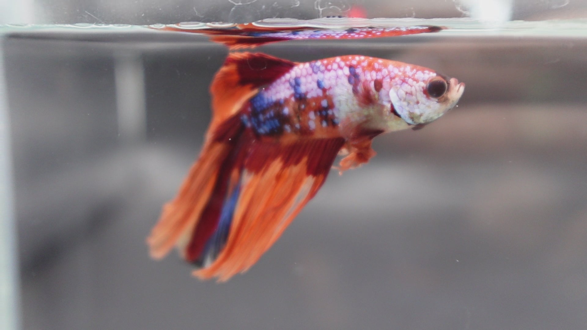 Rare Halfmoon Multicolors Betta Fish