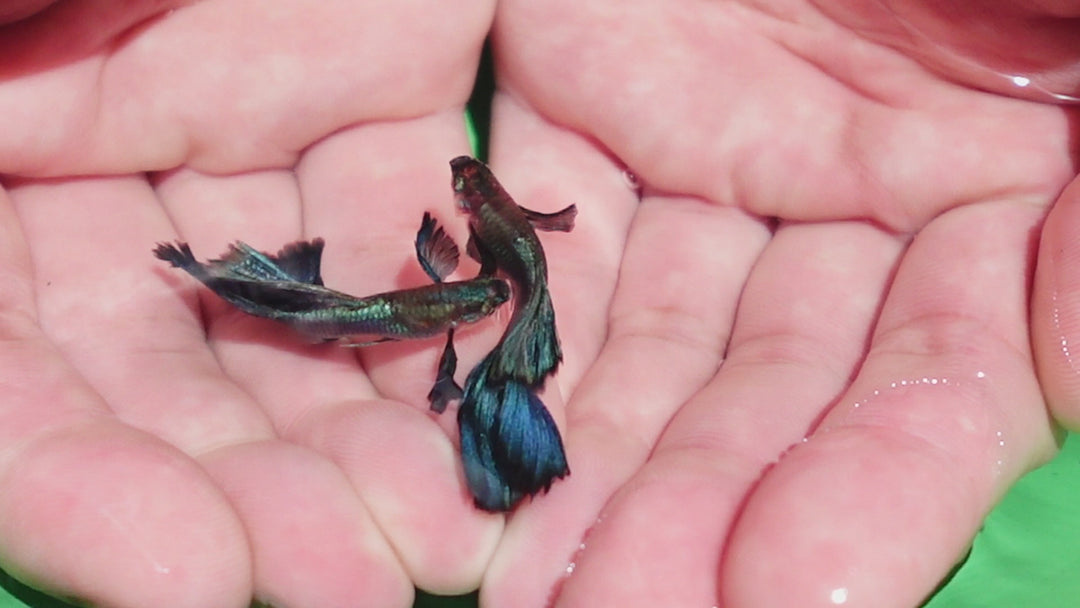 Japanese Blue Dumbo Ear Guppy Fish