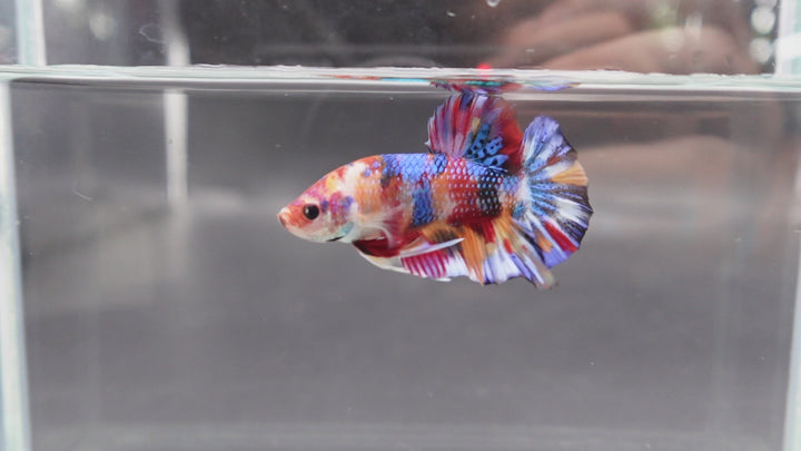 Competition grade - Candy Multicolors Betta Fish