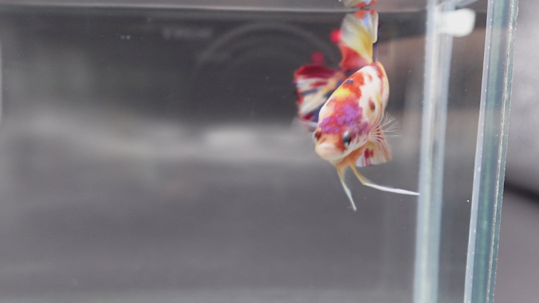 Competition grade - Candy Multicolors Betta Fish