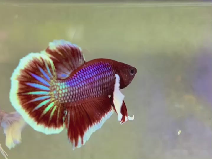 Pair Dumbo Lavender Butterfly Betta Fish