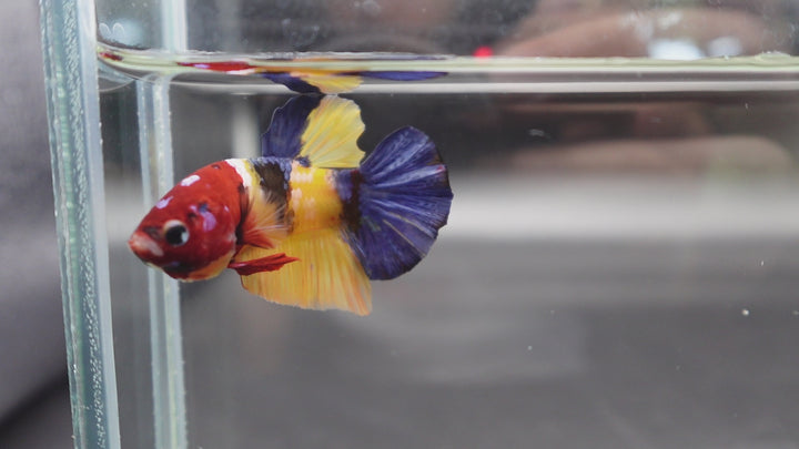 Competition grade - Multicolor Betta Fish