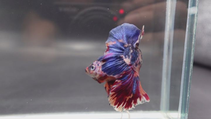 Rare Giant Multicolors Betta Fish