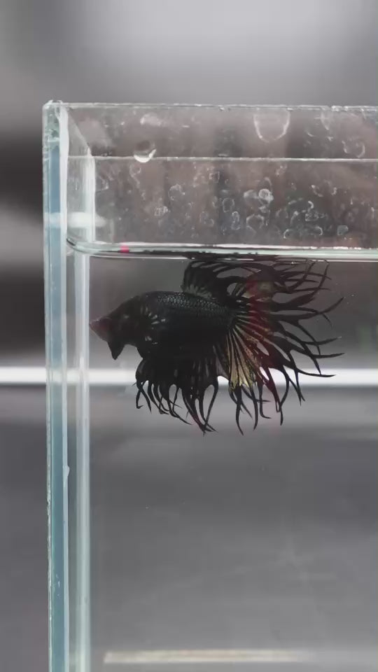Rare King Crowntail Betta Fish