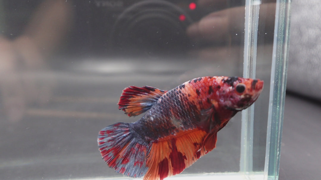 Competition Grade - Giant Multicolors Betta Fish