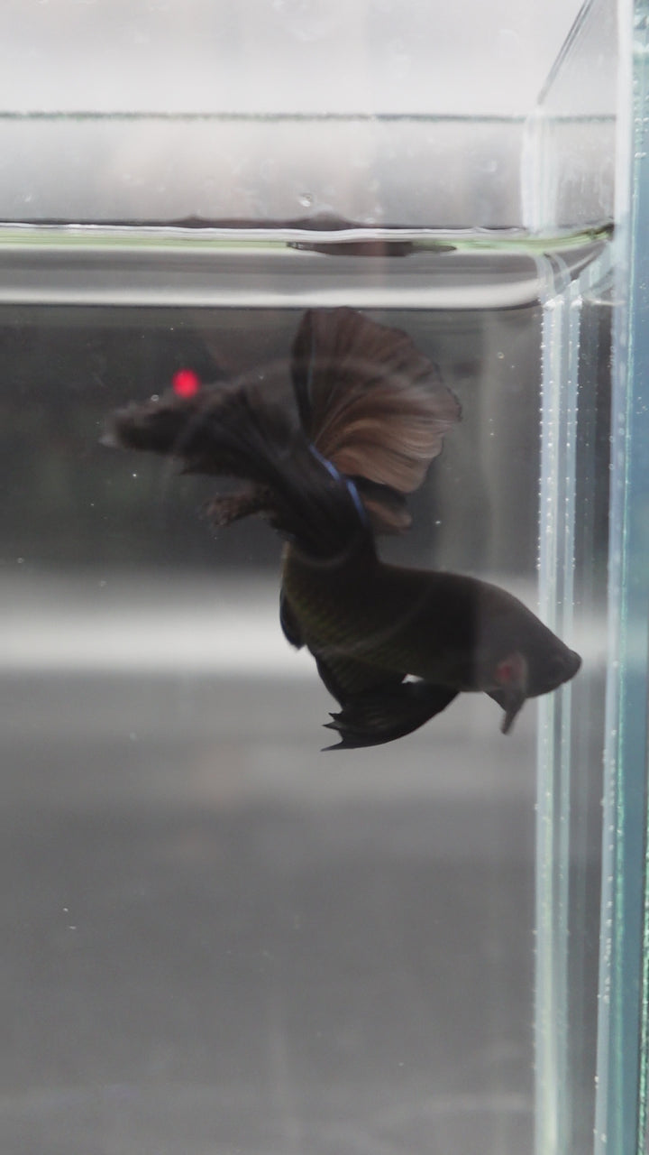 Competition grade - Super Black Halfmoon Betta Fish