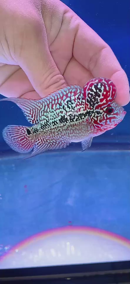 Rare Flowerhorn 4 inch