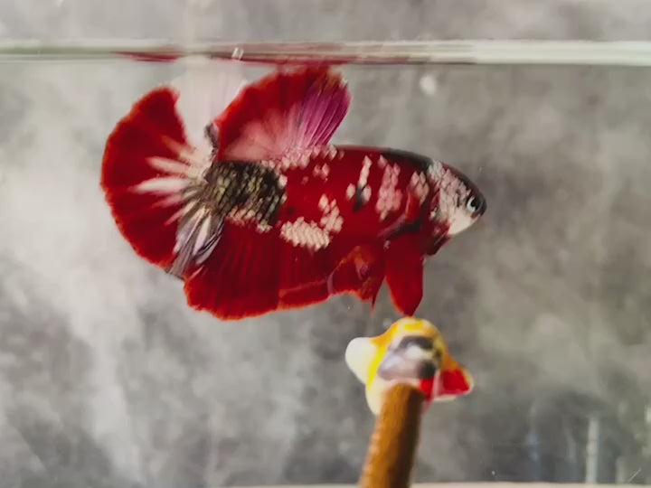 Rare Red Copper Betta Fish