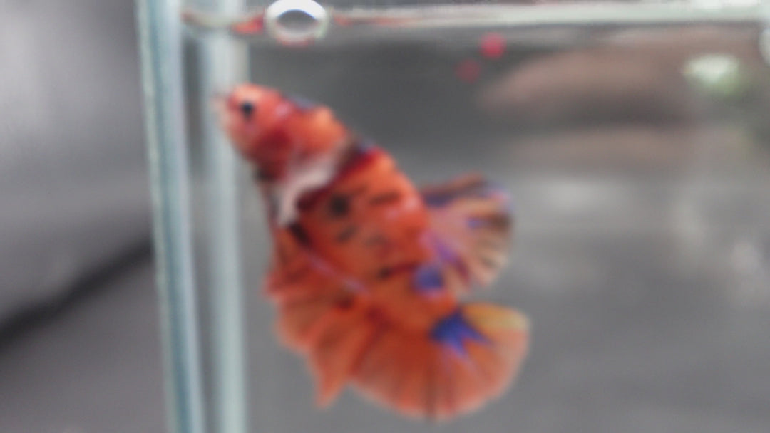 Rare Giant Multicolors Betta Fish