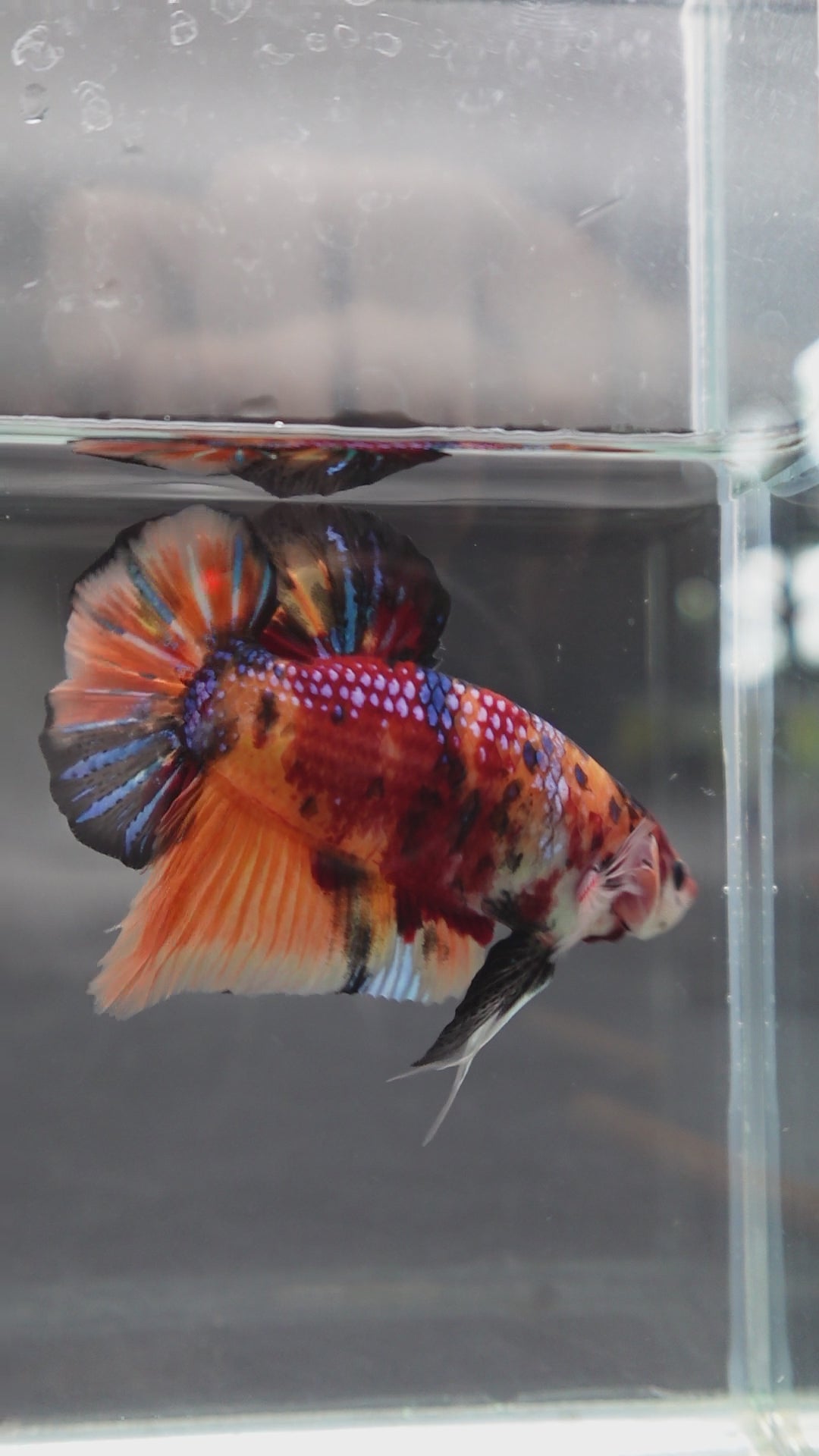 Rare Giant Multicolors Betta Fish