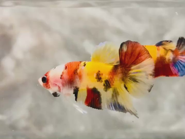 Rare Pair Koi Multicolors Betta Fish