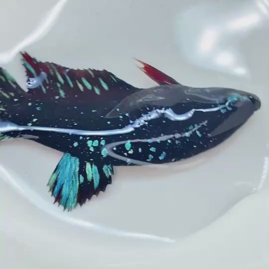 Rare Avatar Betta Fish