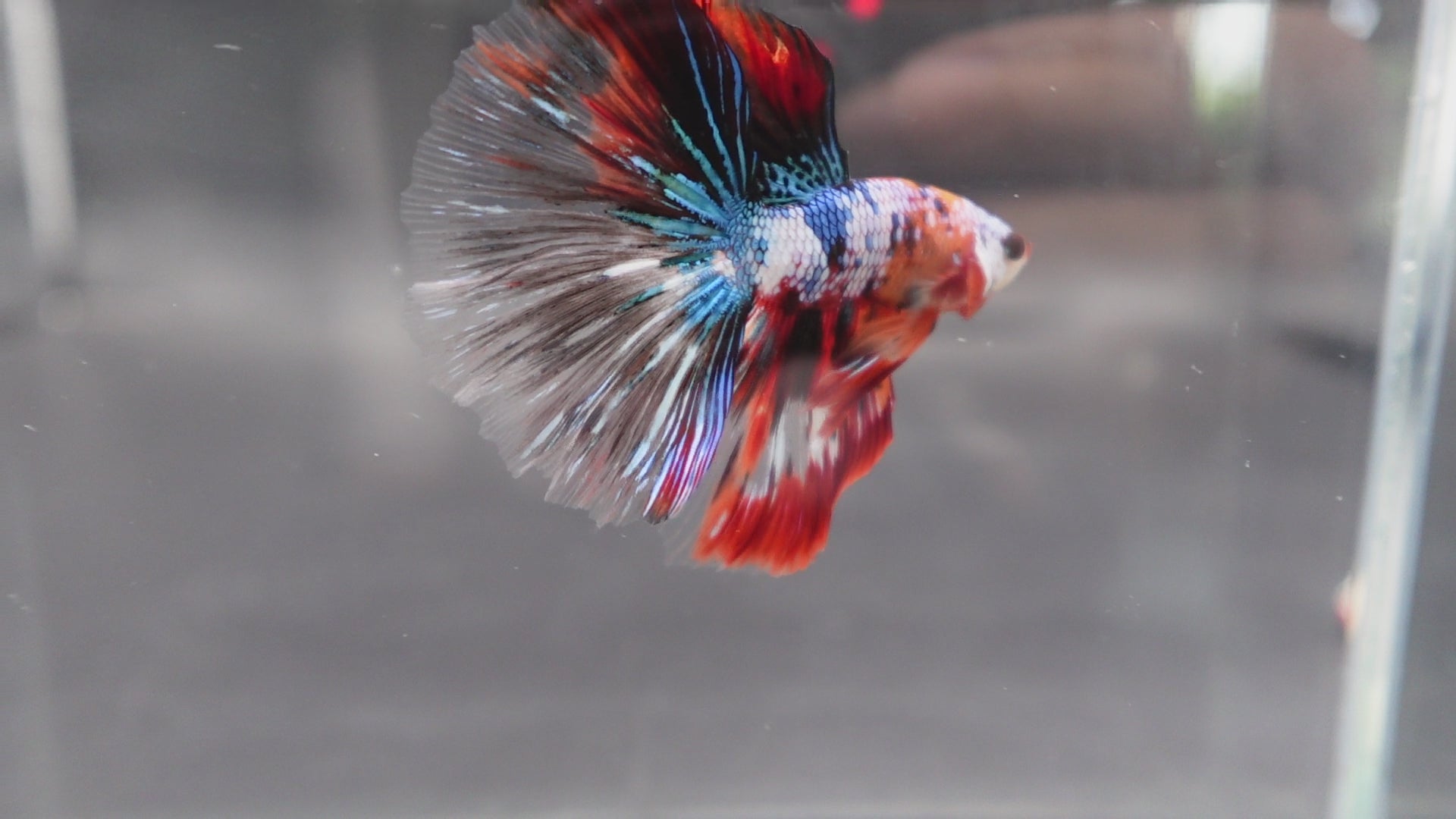 Rare Halfmoon Multicolors Betta Fish