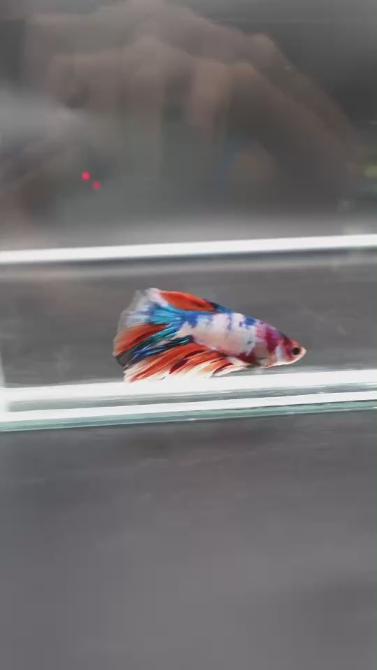 Rare Halfmoon Multicolors Betta Fish