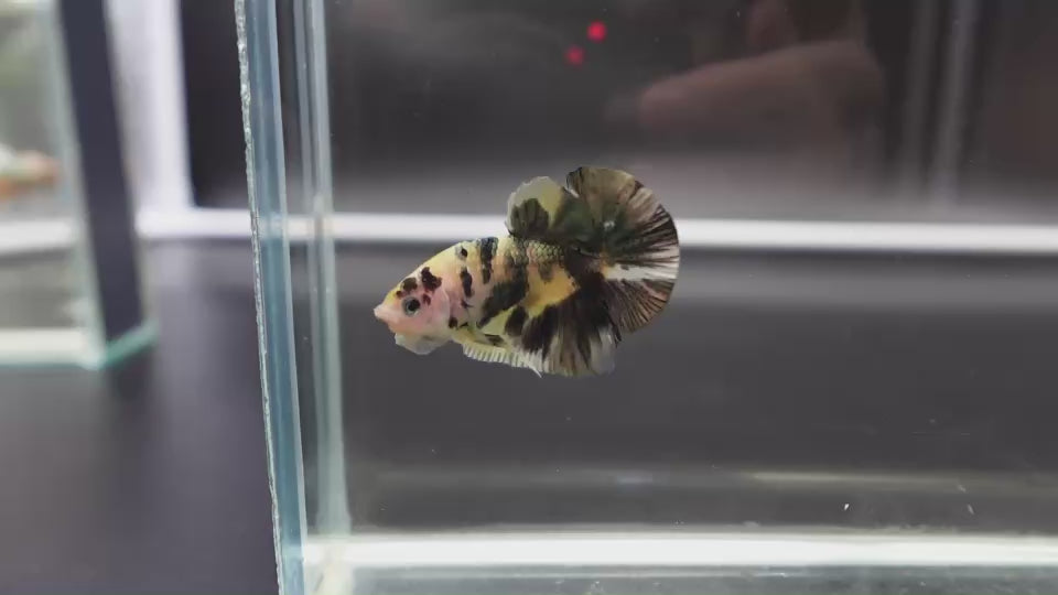 Competition grade - Koi Copper Betta Fish