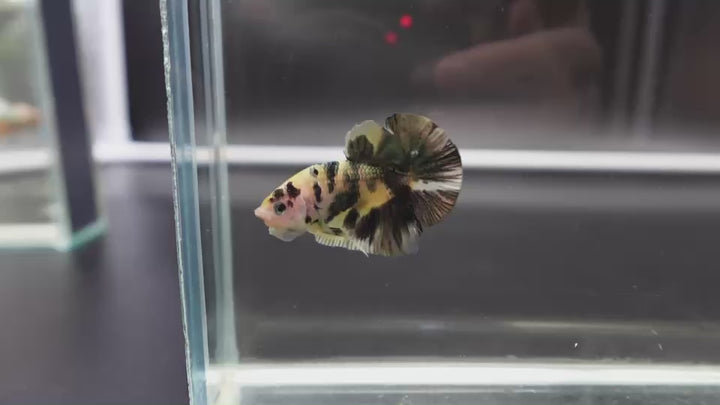 Competition grade - Koi Copper Betta Fish
