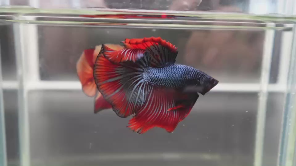 Rare Halfmoon Red Copper Betta Fish