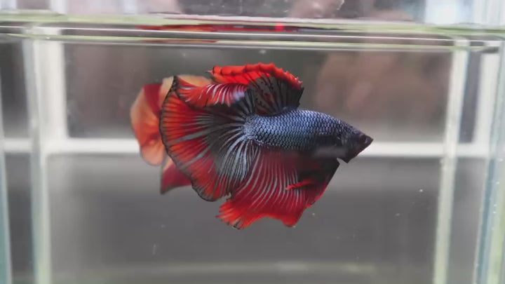 Rare Halfmoon Red Copper Betta Fish