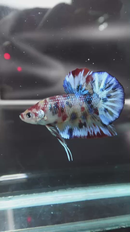 Rare Koi Multicolors Betta Fish