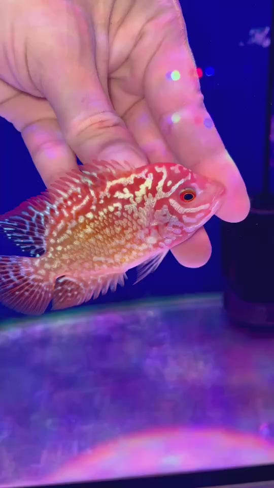 Rare Kamfa Flowerhorn