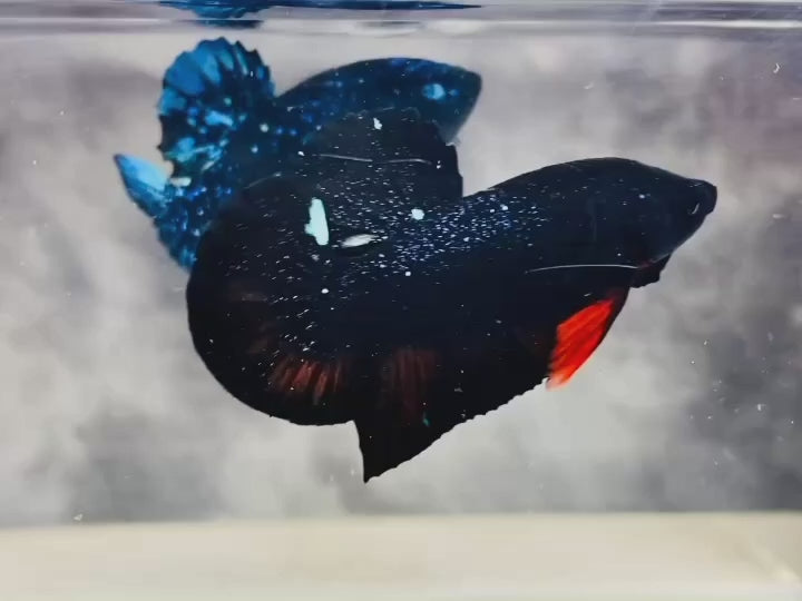 Rare Avatar Betta Fish