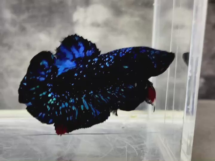 Rare Avatar Betta Fish