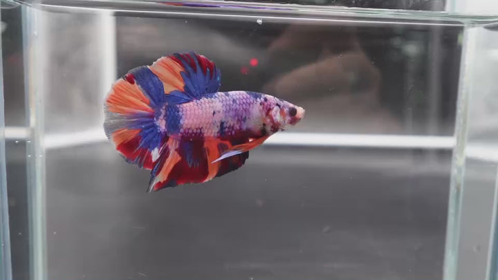 Rare Giant Multicolors Betta Fish