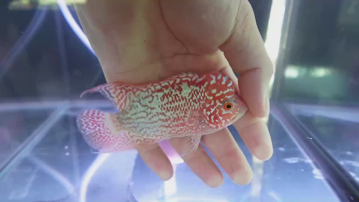Rare Kamfa Golden Base Flowerhorn 4 inch