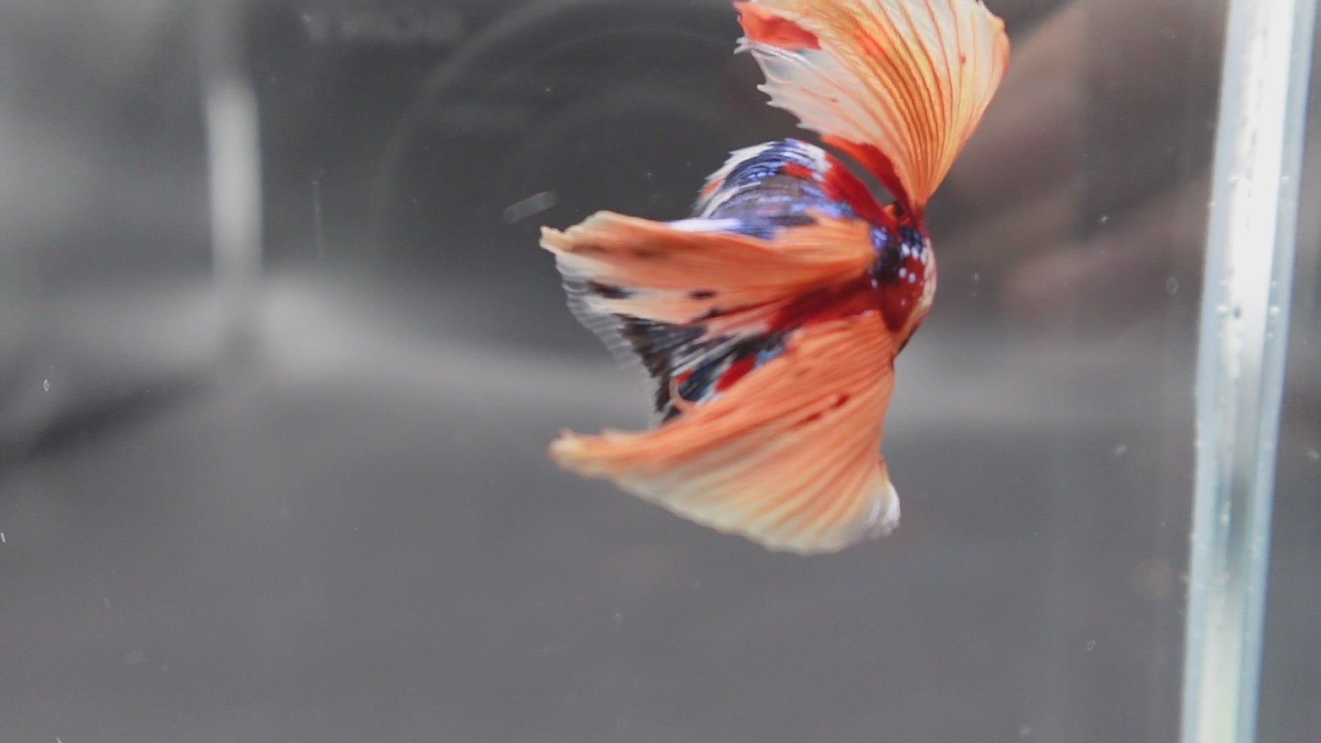 Rare Fullmoon Multicolors Betta Fish