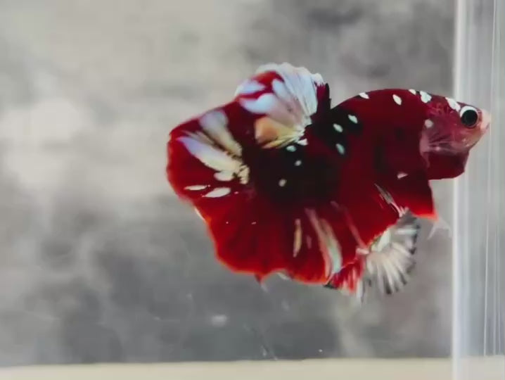 Rare Pair Red Copper Betta Fish
