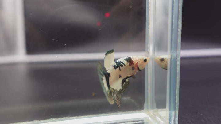 Competition grade - Koi Copper Betta Fish