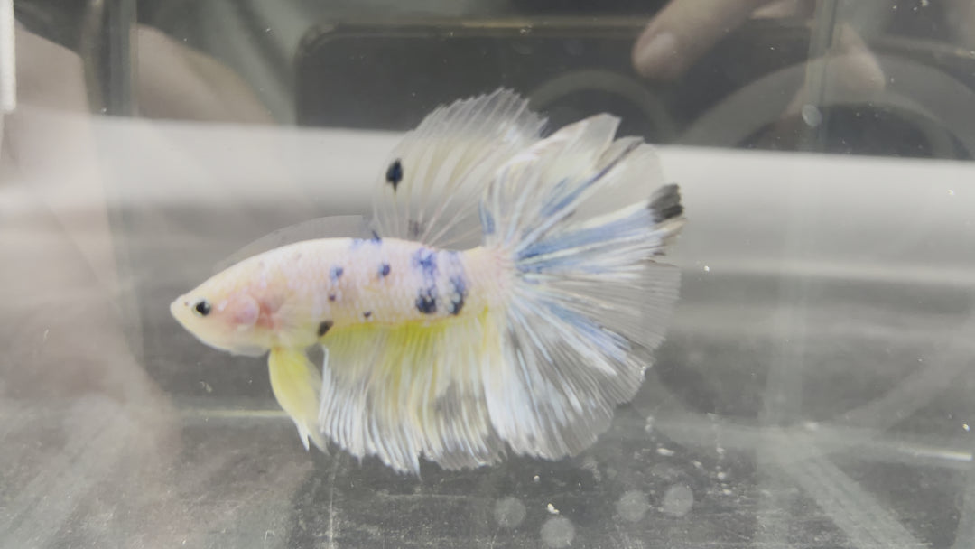 Rare Giant Halfmoon Koi Yellow Betta Fish