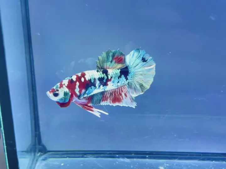 Rare Pair Copper Multicolors Betta Fish