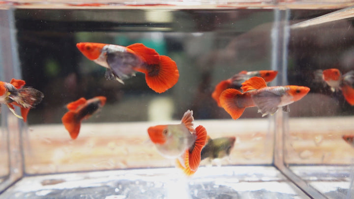 Dumbo Ear Koi Red Tail Guppy Fish