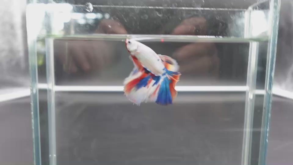Rare Halfmoon Multicolors Betta Fish