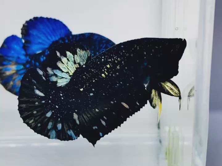 Rare Nebula Gold Betta Fish