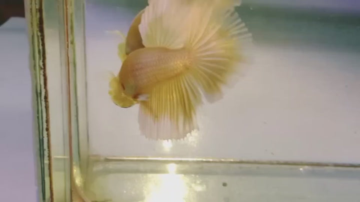 Rare Pair Halfmoon Gold Betta Fish