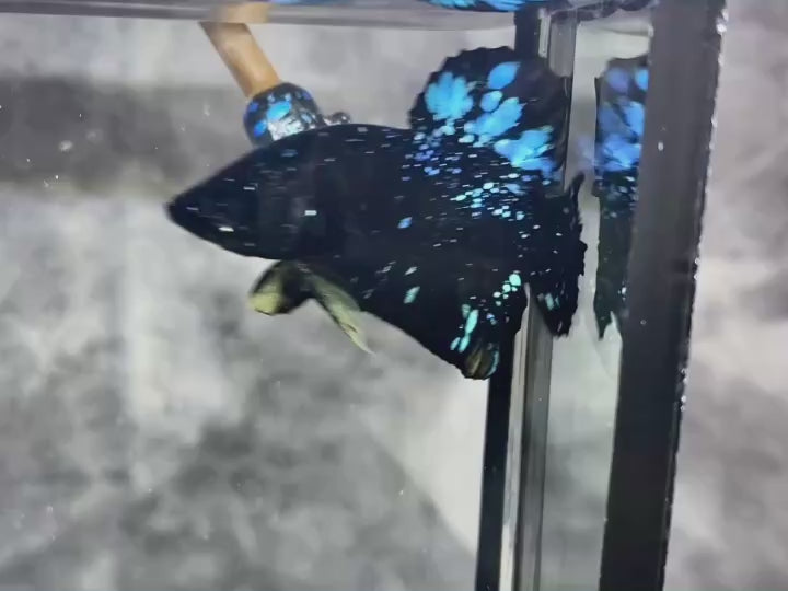 Rare Avatar Betta Fish