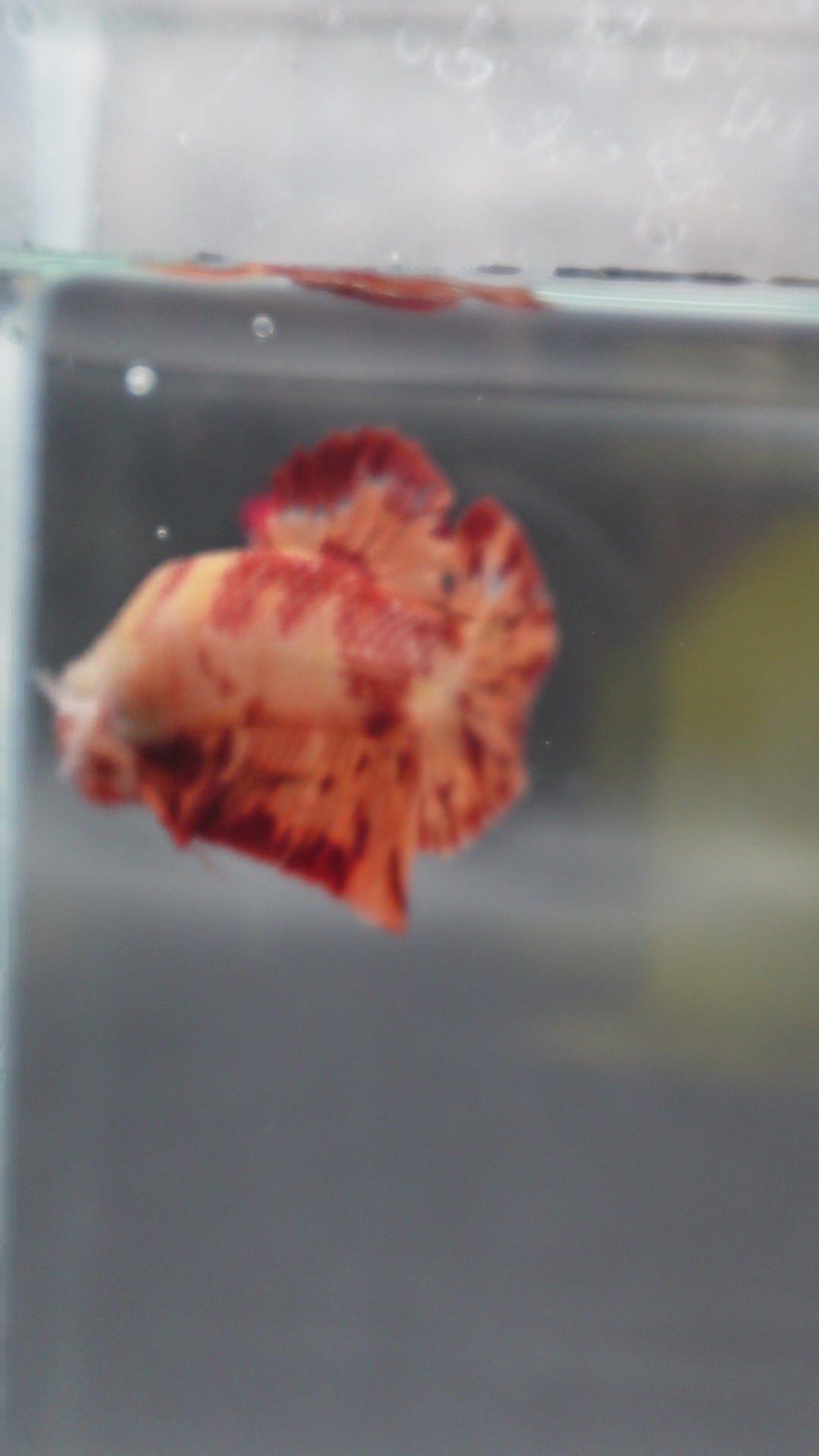 Rare Koi Multicolors Betta Fish